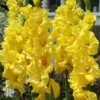 Menu Yellow Gladiolus Value Bag -US Garden Plants Sales 2024 76150 yellow gladiolus 5