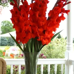 Menu Ultimate Value Gladiolus Collection 30 Menu Ultimate Value Gladiolus Collection -US Garden Plants Sales 2024 76151 red gladiolus 2 1