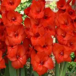 Menu Sunset Gladiolus Collection -US Garden Plants Sales 2024 76151 red gladiolus