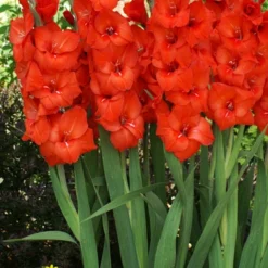 Menu Red Gladiolus Value Bag -US Garden Plants Sales 2024 76151 red gladiolus 3 2