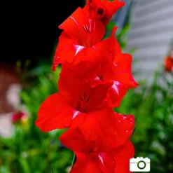 Menu Ultimate Value Gladiolus Collection 32 Menu Ultimate Value Gladiolus Collection -US Garden Plants Sales 2024 76151 red gladiolus 4 1