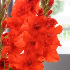 Menu Red Gladiolus Value Bag -US Garden Plants Sales 2024 76151 red gladiolus 5 2