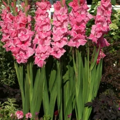 Menu Floral Punch Gladiolus Collection -US Garden Plants Sales 2024 76152 pink gladiolus value bag 2