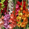 Menu Mixed Gladiolus Value Bag 2 Menu Mixed Gladiolus Value Bag -US Garden Plants Sales 2024 76153 mixed gladiolus 1
