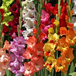 Menu Ultimate Garden Collection -US Garden Plants Sales 2024 76153 mixed gladiolus 2