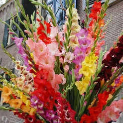 Menu Deer Resistant Cut Flower Garden Collection -US Garden Plants Sales 2024 76153 mixed gladiolus value bag 2 4