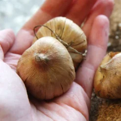 Menu Gladiolus Sampler Special Collection 18 Menu Gladiolus Sampler Special Collection -US Garden Plants Sales 2024 76153 mixed gladiolus value bag