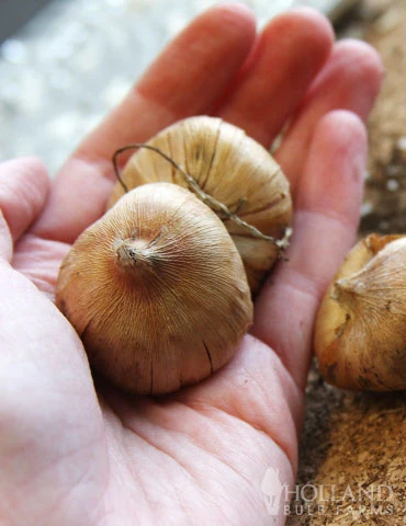 Menu Gladiolus Sampler Special Collection 8 Menu Gladiolus Sampler Special Collection - Image 6