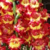 Menu Fun Time Gladiolus -US Garden Plants Sales 2024 76160 fun time gladiolus 1