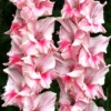 Menu Tampico Pink Gladiolus 2 Menu Tampico Pink Gladiolus -US Garden Plants Sales 2024 76161 tampico gladiolus 2 1