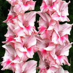 Menu Tampico Pink Gladiolus