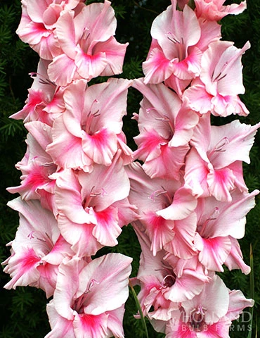 Menu Tampico Pink Gladiolus 3 Menu Tampico Pink Gladiolus