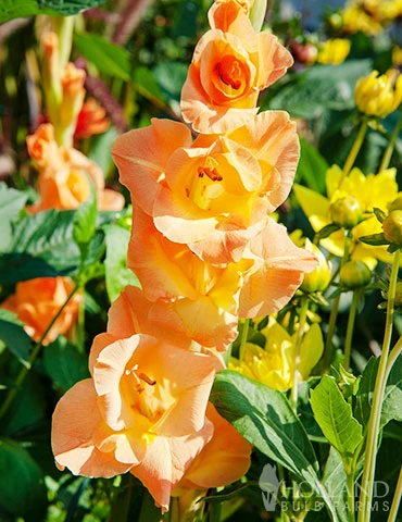 Menu Ovatie Gladiolus 4 Menu Ovatie Gladiolus - Image 2