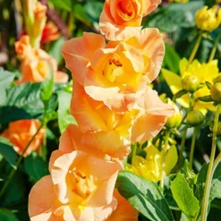 Menu Sunset Gladiolus Collection -US Garden Plants Sales 2024 76162 ovatie gladiolus 2