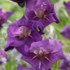 Menu Flirty Large Flowering Gladiolus -US Garden Plants Sales 2024 76163 flirty gladiolus
