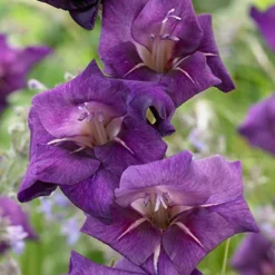 Menu Flirty Large Flowering Gladiolus
