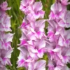 Menu Zamora Gladiolus -US Garden Plants Sales 2024 76164 zamora gladiolus 2
