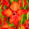 Menu Mirella Hardy Mini Gladiolus -US Garden Plants Sales 2024 76165 mirella gladiolus 2