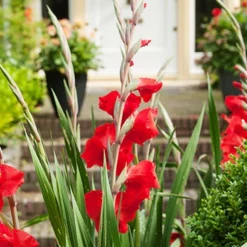 Menu Mirella Hardy Mini Gladiolus -US Garden Plants Sales 2024 76165 mirella gladiolus