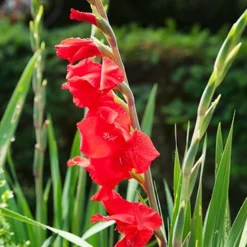 Menu Mirella Hardy Mini Gladiolus -US Garden Plants Sales 2024 76165 mirella gladiolus 3