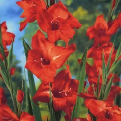 Menu Mirella Hardy Mini Gladiolus -US Garden Plants Sales 2024 76165 mirella hardy mini gladiolus