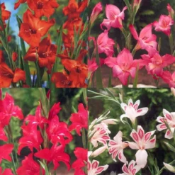 Menu Hardy Mini Gladiolus Collection