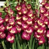 Menu Color Club Gladiolus -US Garden Plants Sales 2024 76167 color club gladiolus