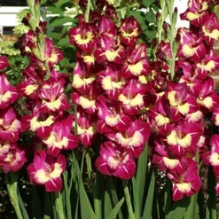 Menu Color Club Gladiolus