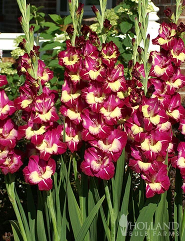 Menu Color Club Gladiolus 3 Menu Color Club Gladiolus