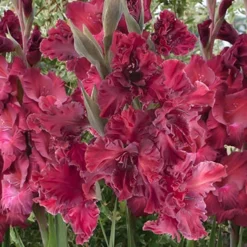 Menu Rostov Parrot Gladiolus