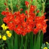 Menu Atom Hardy Gladiolus 2 Menu Atom Hardy Gladiolus -US Garden Plants Sales 2024 76169 atom hardy gladiolus 2