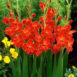 Menu Atom Hardy Gladiolus