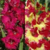 Menu Tropical Drama Gladiolus Collection -US Garden Plants Sales 2024 76172 tropical drama gladiolus collection