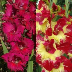 Menu Tropical Drama Gladiolus Collection