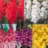 Menu Ultimate Value Gladiolus Collection