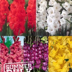 Menu Ultimate Value Gladiolus Collection