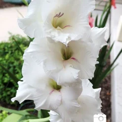 Menu Summer Moonlight Garden Flowers Collection -US Garden Plants Sales 2024 76173 white gladiolus 2018 09 07 kellie jankowski