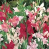 Menu Mixed Hardy Miniature Gladiolus -US Garden Plants Sales 2024 76175 mixed hardy miniature gladiolus