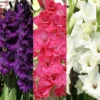 Menu Floral Punch Gladiolus Collection