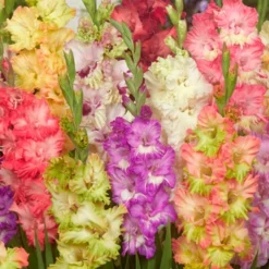 Menu Parrot Gladiolus Mixture