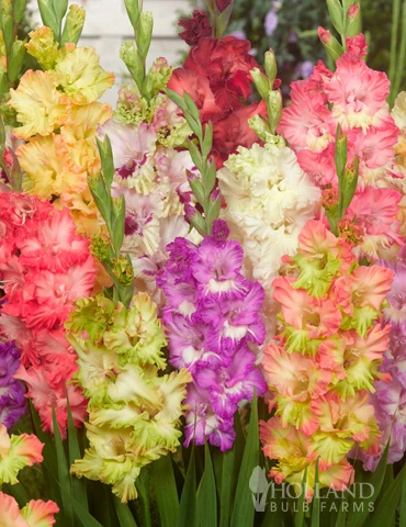 Menu Parrot Gladiolus Mixture 3 Menu Parrot Gladiolus Mixture