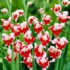 Menu Bizar Dutch Gladiolus -US Garden Plants Sales 2024 76183 gladiolus bizar