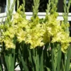 Menu Green Flash Parrot Gladiolus -US Garden Plants Sales 2024 76184 green flash gladiolus