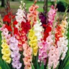Menu Mixed Gladiolus -US Garden Plants Sales 2024 76185 mixed gladiolus