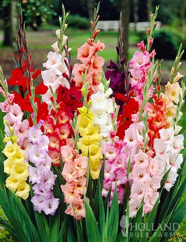 Menu Mixed Gladiolus 3 Menu Mixed Gladiolus