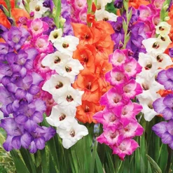 Menu Bambino Mix Gladiolus