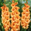 Menu Peter Pears Gladiolus -US Garden Plants Sales 2024 76187 peter pears gladiolus