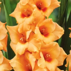 Menu Bright Colors Gladiolus Collection -US Garden Plants Sales 2024 76187 peter pears gladiolus 2 1