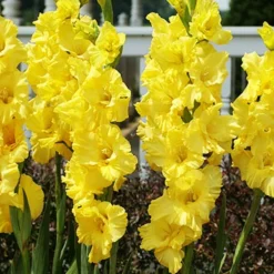 Menu Bright Colors Gladiolus Collection -US Garden Plants Sales 2024 76188 nova lux gladiolus