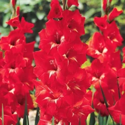 Menu Bright Colors Gladiolus Collection -US Garden Plants Sales 2024 76190 traderhorn gladiolus 1